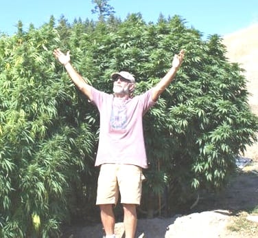 A man with a beard and sunglasses stands in front of a large, bushy plant with his arms raised high and a smile on his face. He is wearing a light pink shirt, shorts, and a hat, enjoying the sunny day. The background shows a bright blue sky and some trees. CA Norml