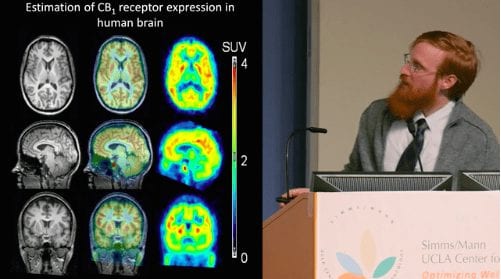 A man with a beard and glasses is standing behind a podium, looking at PET scan images displayed on a screen. The text on the screen reads "Estimation of CB1 receptor expression in human brain." The podium has a UCLA logo and the text "Simms/Mann UCLA Center," highlighting research linked to cannabis studies. CA Norml