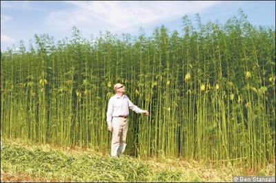 A person stands in a field, reaching up to touch tall, green hemp plants. The plants are significantly taller than the person, who is wearing a light-colored shirt, pants, and a hat. The sky above is clear with a few scattered clouds, reflecting the progress since the California Senate passed the Hemp Bill. CA Norml