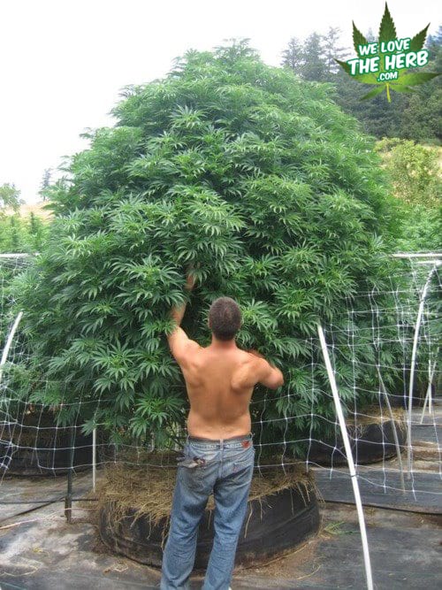 A shirtless man stands with his back to the camera, tending to a large, lush cannabis plant in an outdoor garden. The plant is surrounded by a support structure. Text in the top right corner reads "WE LOVE THE HERB.COM" alongside a logo of two green leaves. This scene reflects Cal NORML's commitment to responsible cultivation practices. CA Norml