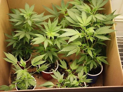 A cardboard box containing multiple green cannabis plants, each planted in individual colored cups. The plants, grown for medical marijuana purposes, have elongated, serrated leaves and are in the early stages of growth. The background is a neutral indoor setting in Fresno County. CA Norml