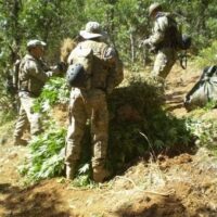 Three soldiers in camouflage uniforms and hats are gathered around a pile of vegetation in a forested area. One is holding a bundle of plants, possibly as part of warrantless medical marijuana raids, while the others are organizing the vegetation. Backpacks and other equipment are visible on the ground. CA Norml