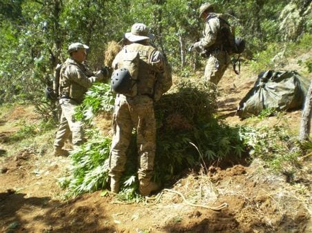 Three soldiers in camouflage uniforms and hats are gathered around a pile of vegetation in a forested area. One is holding a bundle of plants, possibly as part of warrantless medical marijuana raids, while the others are organizing the vegetation. Backpacks and other equipment are visible on the ground. CA Norml