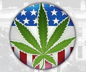 A circular button features a large green cannabis leaf in the center. The background of the button is divided into the American flag's stars and stripes, suggesting a theme of cannabis legalization in the United States, possibly reflecting sentiments from California's June 2018 Primary Election. CA Norml