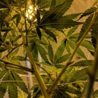 Close-up view of cannabis plants with lush green leaves and visible branches, illuminated by yellowish indoor lighting. The perspective emphasizes the density and healthy growth of the foliage in an indoor cultivation setting, reflecting a sense of compassion in their careful nurturing. CA Norml