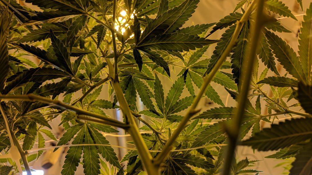 Close-up view of cannabis plants with lush green leaves and visible branches, illuminated by yellowish indoor lighting. The perspective emphasizes the density and healthy growth of the foliage in an indoor cultivation setting, reflecting a sense of compassion in their careful nurturing. CA Norml