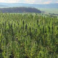 A vast field of green hemp plants stretches across rolling hills under a partly cloudy sky. In the background, trees and distant hills create a picturesque landscape, ideal for cultivating high-quality CBD products approved by the FDA. CA Norml