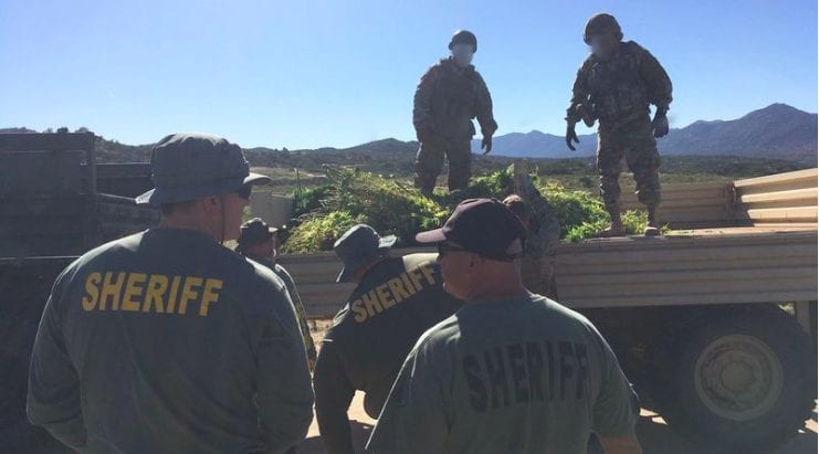 Several sheriffs in green uniforms and hats labeled "SHERIFF" are standing near and on a truck loaded with large green plants. Two individuals in camouflage gear, possibly from the National Guard, are on the truck bed. The scene of these Anza Raids unfolds against a mountainous landscape under a clear sky. CA Norml