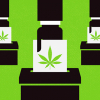 Illustration of papers with cannabis leaf symbols being inserted into ballot boxes, set against a green background. The repetitive pattern suggests an election focused on marijuana reform or activism related to cannabis legalization. CA Norml