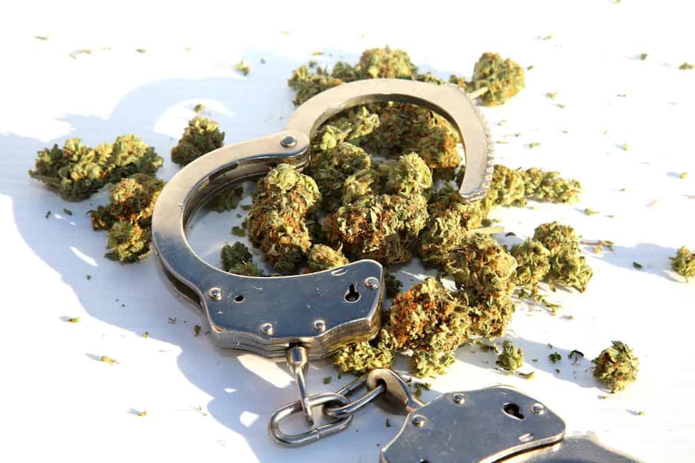 A pair of metal handcuffs is lying open on a white surface, surrounded by several small clusters of green, dried cannabis buds. The cannabis is scattered around and partially inside the handcuffs. CA Norml