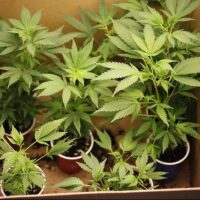 Several green, leafy medical cannabis plants are growing in small, individual plastic cups within a cardboard box. The box acts as a makeshift planter, with each plant spaced out evenly. The vibrant and healthy leaves indicate well-maintained growth, adhering to cultivation rights in El Dorado County. CA Norml