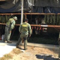 Four law enforcement officers, including two labeled as "Sheriff" and one as "Task Force," inspect hanging cannabis plants partially covered by a tarp in an outdoor setting. This appears to be a raid or investigation, possibly involving the California Bureau of Cannabis Control's policing power. CA Norml