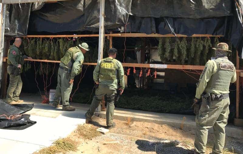 Four law enforcement officers, including two labeled as "Sheriff" and one as "Task Force," inspect hanging cannabis plants partially covered by a tarp in an outdoor setting. This appears to be a raid or investigation, possibly involving the California Bureau of Cannabis Control's policing power. CA Norml