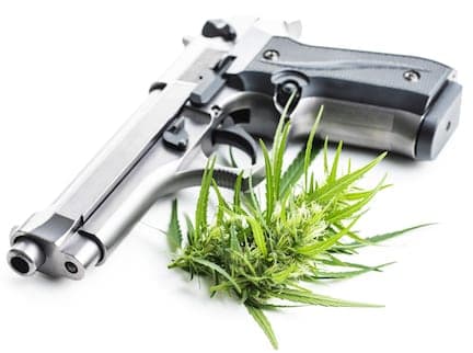 A silver and black handgun lies on a white surface with a small cannabis plant placed in front of it, evoking thoughts of firearm possession in California amidst debates on marijuana use. CA Norml