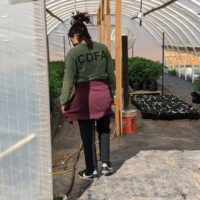 Two people are working inside a greenhouse. One, wearing a green "CDFA" jacket, has their back turned while inspecting plants. The other, wearing a cap and mask, stands on the right observing cannabis inspections. Various potted plants are visible in the background. CA Norml