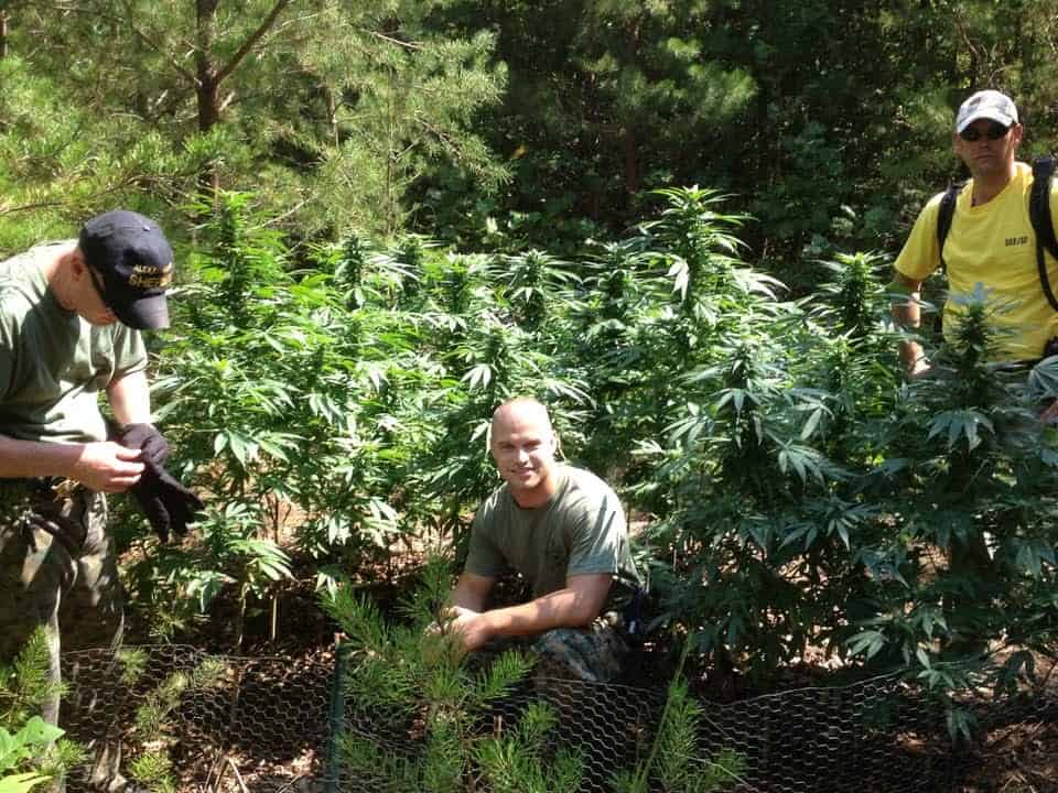 Eradicated Plants