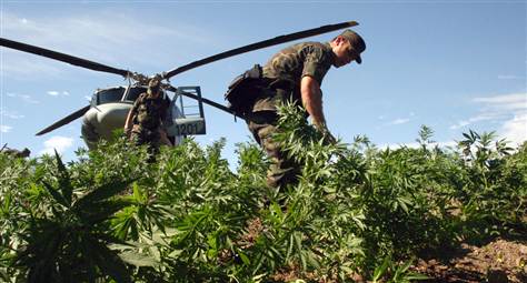A soldier in camouflage uniform tends to plants in a field, with a helicopter parked nearby. The action takes place under a clear blue sky, suggesting a possible mission involving cannabis suppression or other eradication programs in California. CA Norml