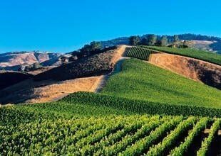 A scenic view of a vineyard sprawled over rolling hills under a clear blue sky. The lush, green vine rows contrast with the dry, brown patches on the hills, creating a picturesque landscape of cultivated land and natural terrain. CA Norml
