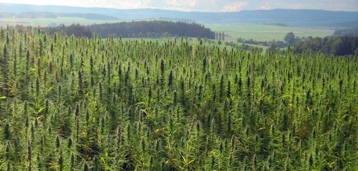 A vast field of green hemp plants stretches across rolling hills under a partly cloudy sky. In the background, trees and distant hills create a picturesque landscape, ideal for cultivating high-quality CBD products approved by the FDA. CA Norml