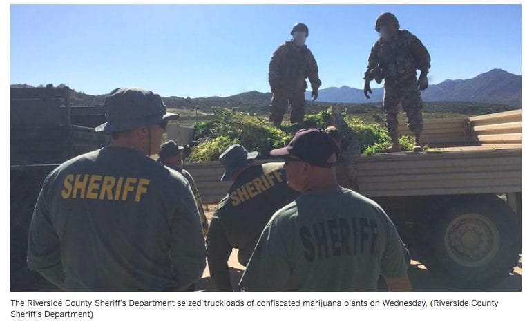 Several law enforcement officers in "SHERIFF" jackets stand by a truck filled with confiscated marijuana plants. Two soldiers in camo uniforms from the National Guard stand atop the truck, while mountainous terrain and clear blue sky are visible in the background, part of the extensive Anza Raids. CA Norml