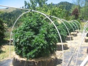 A sunlit garden features several large cannabis plants growing inside cylindrical containers filled with straw. Each plant is partially enclosed by a white semi-circular framework, and the background shows lush green trees and a distant hill. This serene setting mirrors Cal NORML’s 2020 accomplishments and plans for 2021. CA Norml