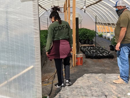 Two people are working inside a greenhouse. One, wearing a green "CDFA" jacket, has their back turned while inspecting plants. The other, wearing a cap and mask, stands on the right observing cannabis inspections. Various potted plants are visible in the background. CA Norml