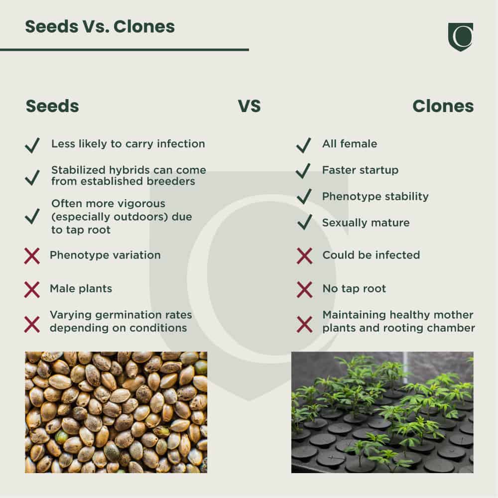 Infographic comparing seeds and clones for plant cultivation. On the left, seeds are listed with points such as infection risk, hybrid stability, and phenotype variation. On the right, clones are detailed with points like gender consistency and faster startup—helpful tips to grow cannabis successfully. CA Norml