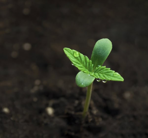 Close-up of a small green seedling emerging from dark soil, with tiny water droplets on its leaves. The background is blurred, emphasizing the fresh, vibrant growth of the plant. Start with a plan and watch it grow into something remarkable. CA Norml