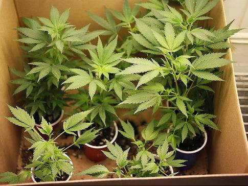 Several cannabis plants growing in small plastic cups are placed inside a cardboard box, serving as a simple indoor setup. This scene reflects the progress seen in cannabis reform over the past 50 years, with lush, broad serrated green leaves. CA Norml