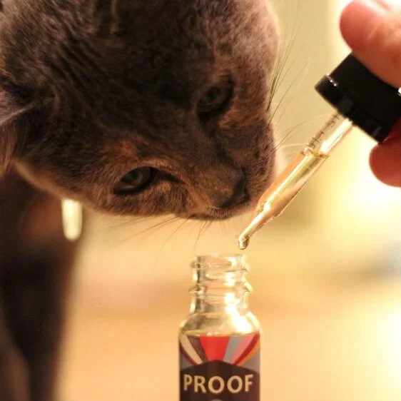 A gray cat curiously sniffs a dropper held above a bottle labeled "PROOF." The focus is on the cat’s face and the dropper as a drop falls toward the bottle. CA Norml